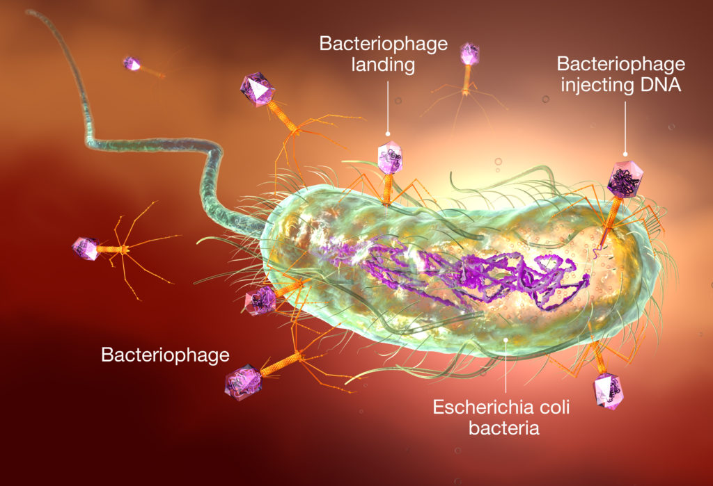 Bacteriophage attacking E. coli bacteria. Medically accurate 3D illustration, labeled.
