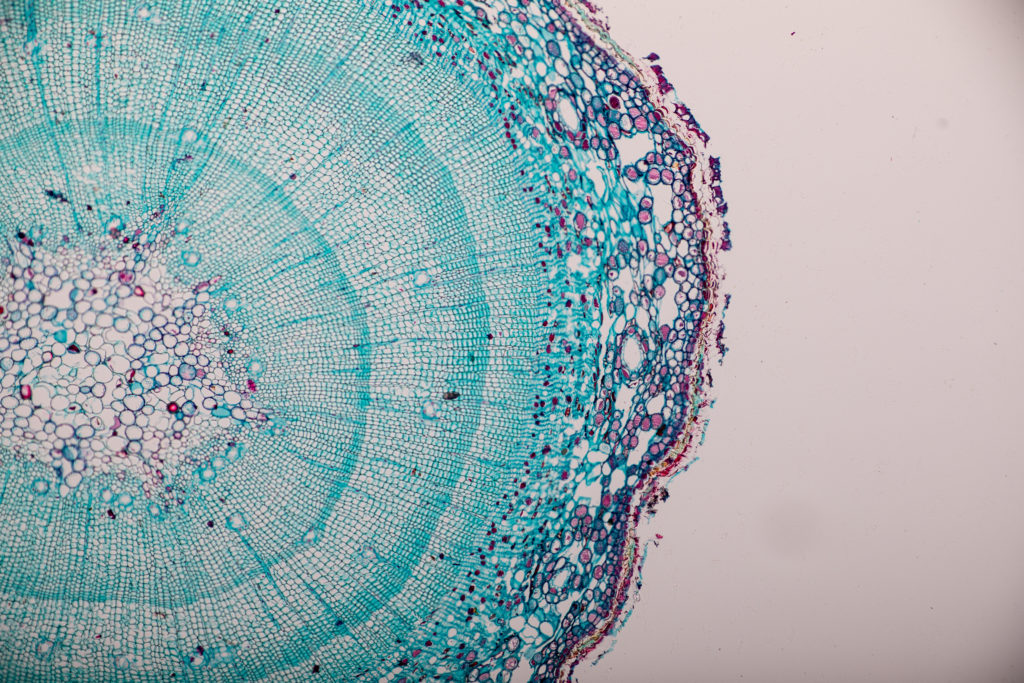 Cross-section Dicot, Monocot and Root of Plant Stem under the microscope for classroom education.